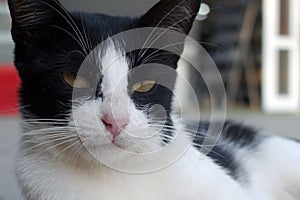 Portrait of black and white cat close-up