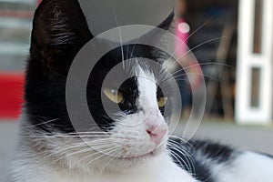 Portrait of black and white cat close-up