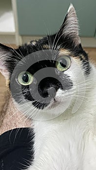 portrait of a black and white cat close-up