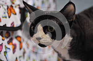 Portrait of a black-white cat curiously looking around