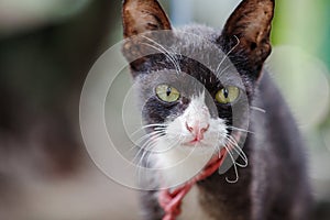 Portrait of black and white cat with green eyes