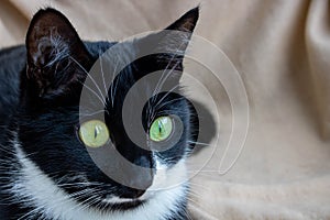 Portrait of a black and white cat with green eyes.Space for your text