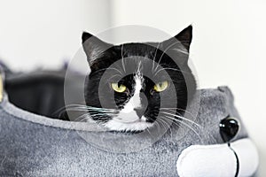 Portrait of a black and white cat at home