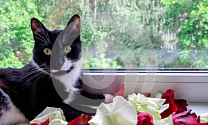 Portrait of a black and white cat lying on red and white rose petals.Holiday concept