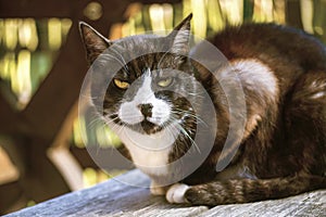 Portrait of a black and white cat outside sitting on a wooden ta