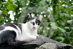 Portrait of a black and white cat resting on a concrete wall against the background of trees