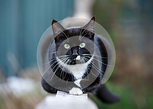 Portrait of a black and white cat sitting on fence