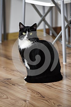 Portrait of a black and white cat sitting at home.