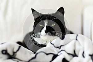 Portrait of a black and white cat sitting at home on a blanket.