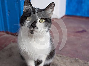 Portrait of a black and white cat sitting and looking at the camera on the red floor.