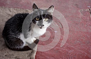 Portrait of a black and white cat sitting and looking at the camera on the red floor