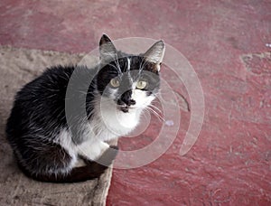 Portrait of a black and white cat sitting and looking at the camera on the red floor