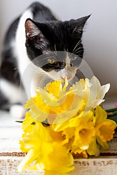 Portrait of a black and white cat sniffing a bouquet of yellow daffodils in spring