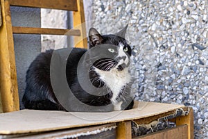 Portrait of a black white cat on the street