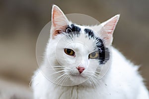 Portrait of a black and white cat in the street