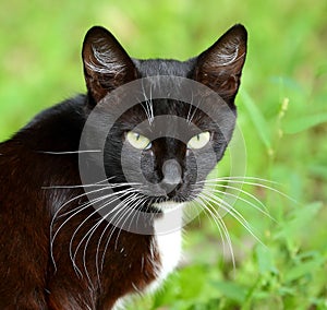 Portrait of black and white cat with white mustache