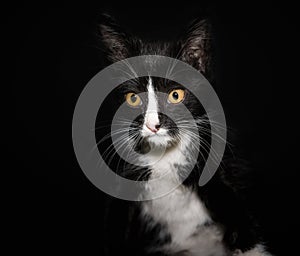 Portrait of a black and white cat with yellow eyes on a dark background close up