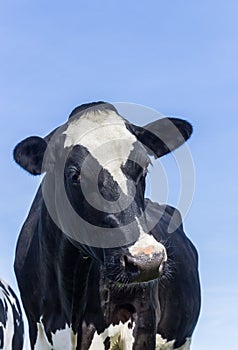 Portrait of a black and white cow