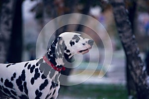 Portrait of black and white dalmatian dog