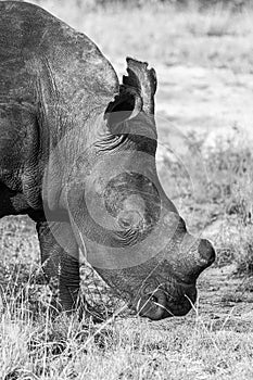 A portrait in black and white of a dehorned White Rhino, close-up of the head.