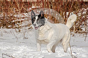 portrait of a black and white dog with a broken paw on a background of snow