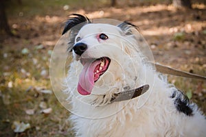 Portrait of a black and white dog in a collar on a leash sitting on the lawn in an autumn park. He looks away.