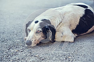 Portrait of a black and white dog lying on a street, close up