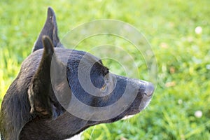 Portrait of a black and white dog in a Park