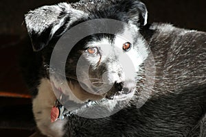 Portrait of black and white dog. Side light from window.