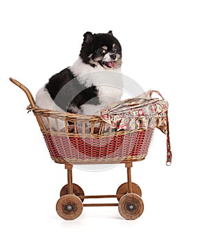 Portrait of a black and white dwarf Pomeranian in an old stroller