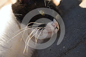 portrait of a black and white fluffy cat