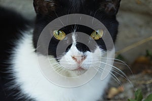 portrait of a black and white fluffy cat