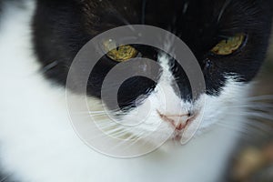 portrait of a black and white fluffy cat