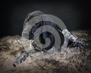 Portrait of a Black and White German Shorthaired Pointer Puppy