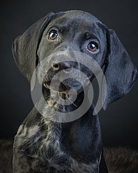 Portrait of a Black and White German Shorthaired Pointer Puppy