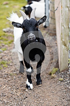 Portrait of a black and white goat on a farm