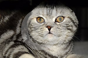 Portrait of a black-white-gray cat with yellow eyes. Scottish Fold cat