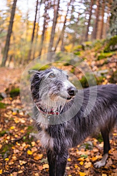 Portrait of a black and white greyhound in a birch grove