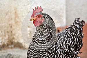 Portrait of a black and white hen walking