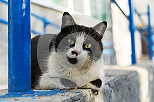 Portrait of a black and white homeless cat looking at the camera with big green eyes on the street