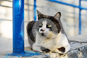 Portrait a black and white homeless wild cat lon the street in summer