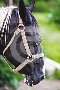 Portrait of a black and white horse