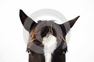 The portrait of black and white horse looking straight