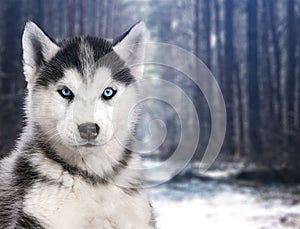 Portrait black and white Husky dog in the background of winter forest