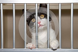 Portrait of a black and white kitten behind bars