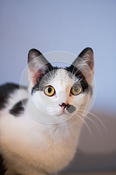 Portrait of a black and white mix breed young cat sitting