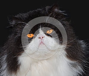 Portrait of black and white persian cat