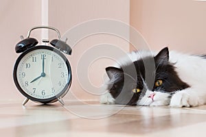 portrait of black and white Persian kitty cat wake up in morning with vintage alarm clock.
