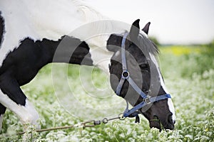 Portrait of black-white piebald horse grazing on blossom pasture