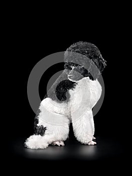 Portrait of black and white poodle